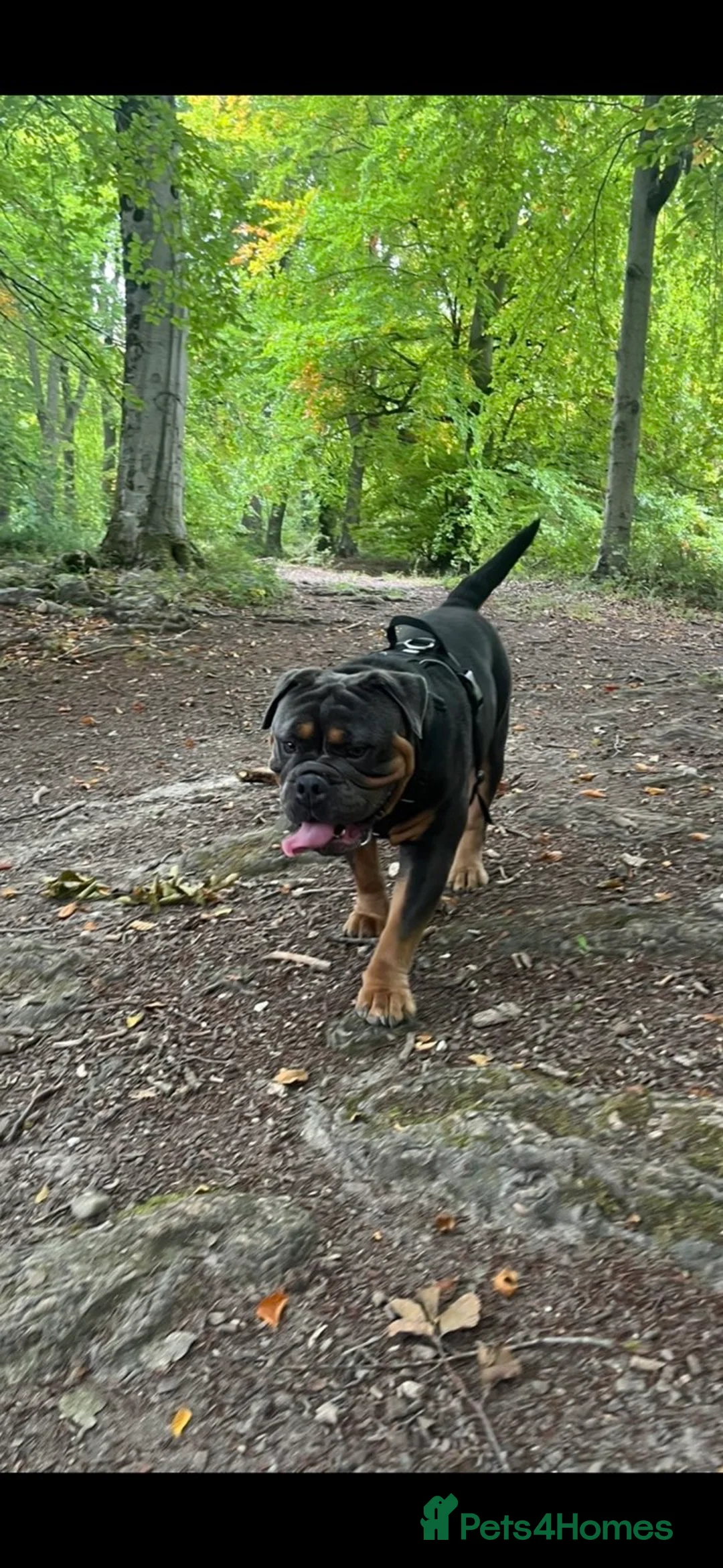 Olde English Bulldogge dogs for sale: Benny  - Advert 6