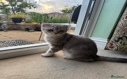 Scottish Fold cats for sale: British Shorthair and Scottish Fold - Image 7