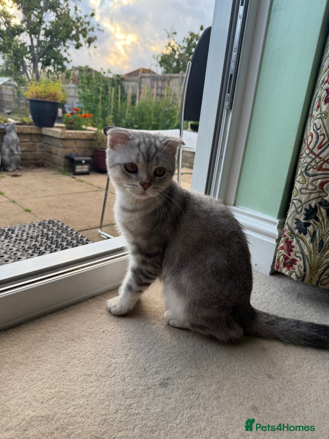 Scottish Fold cats for sale: British Shorthair and Scottish Fold - Image 7