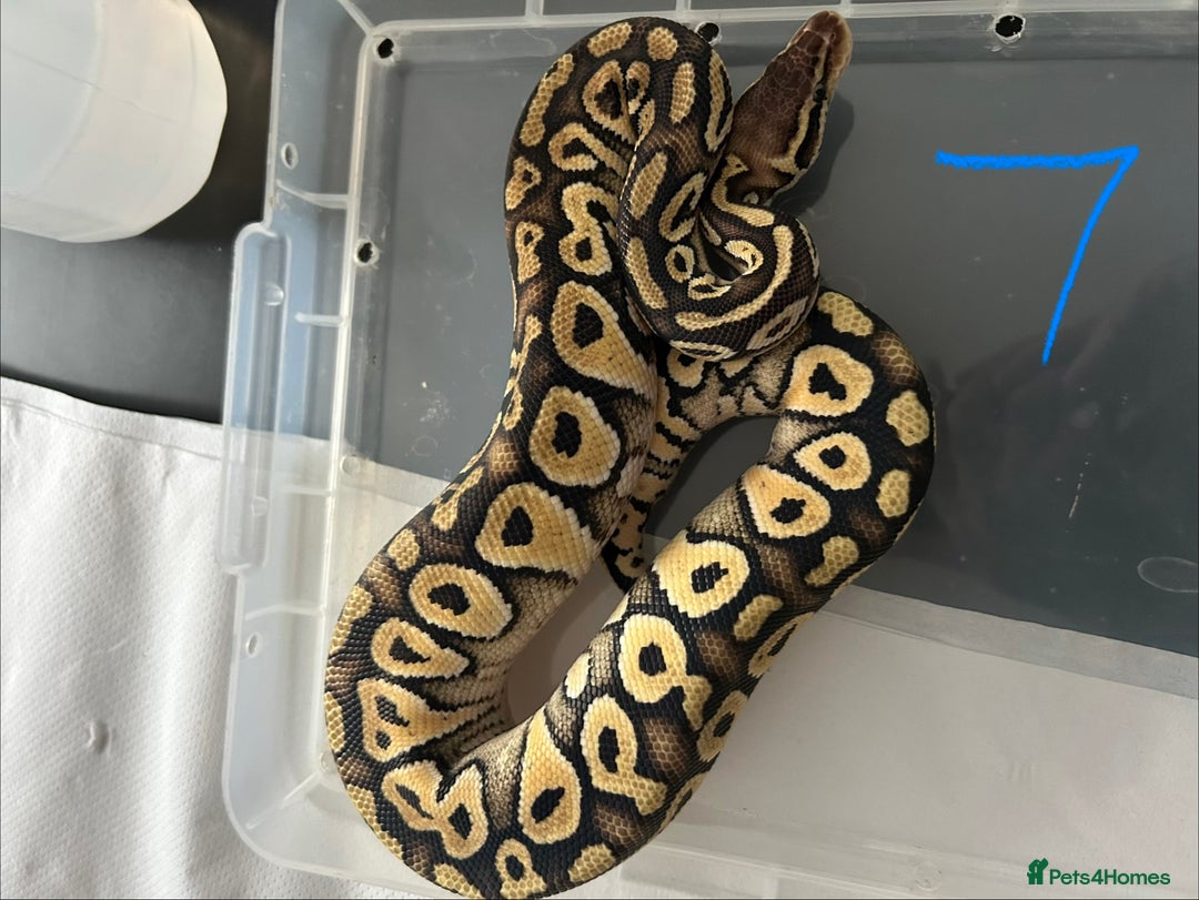 Python Snake reptiles for sale: Royal Pythons - Image 7