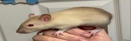 Rat rodents for sale: Beautiful tame fancy rats & mice - Advert 7