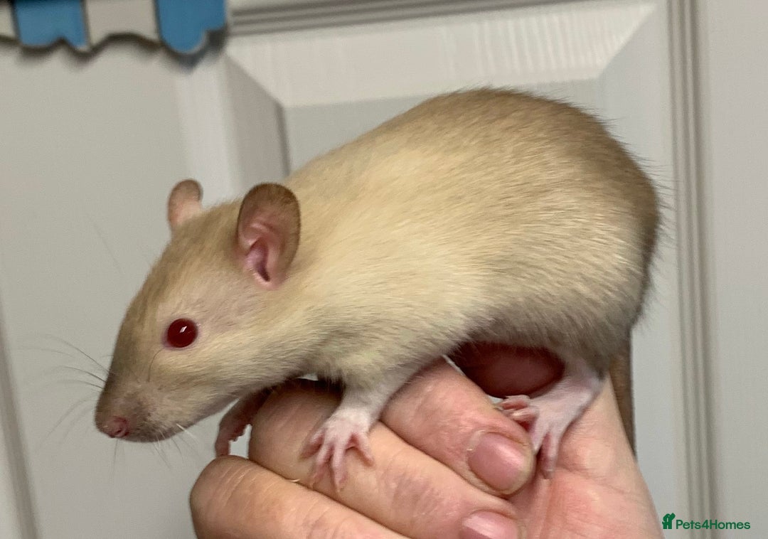 Rat rodents for sale: Beautiful tame fancy rats & mice - Advert 7