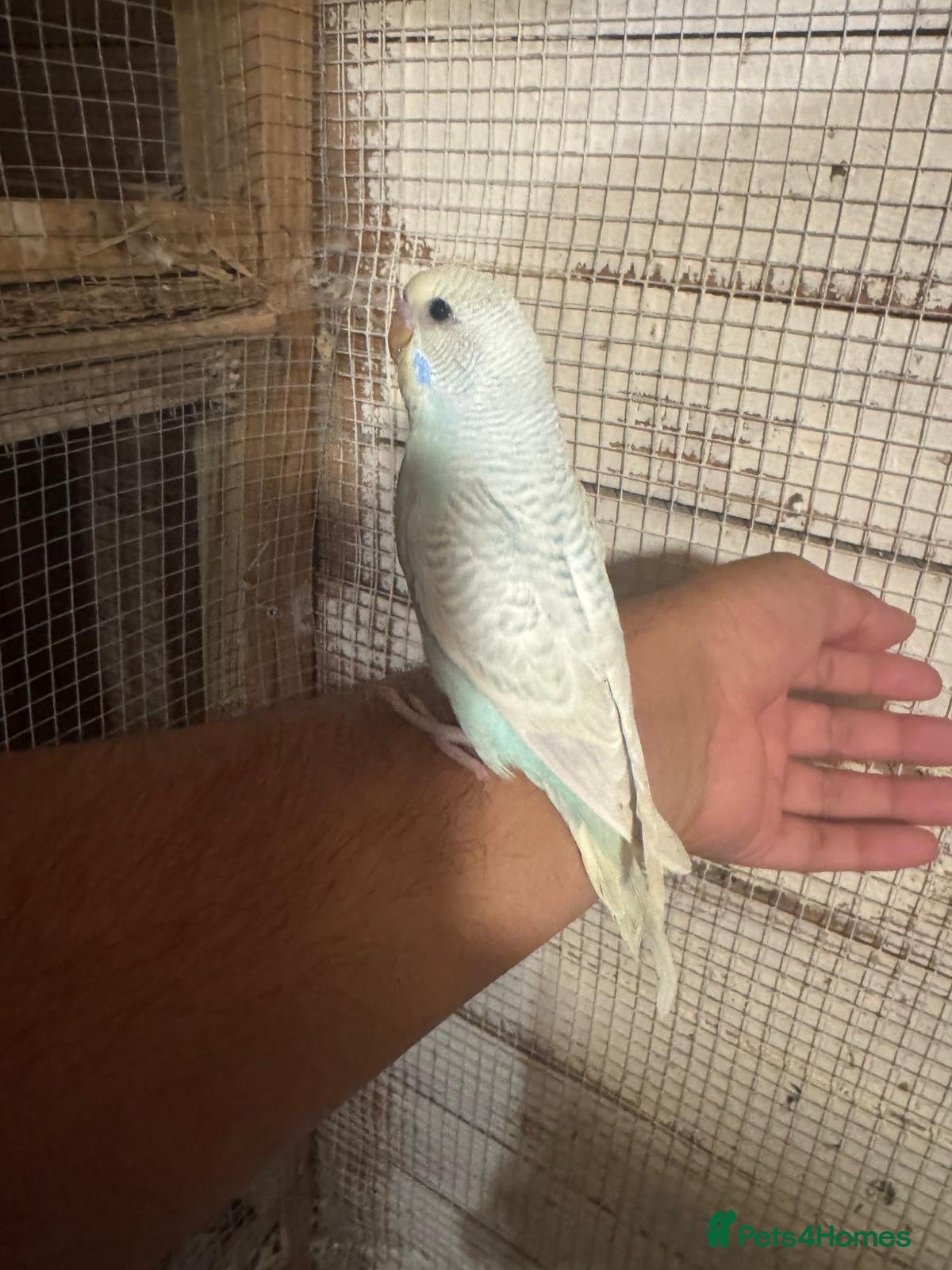 Budgerigars birds Budgies for sale £40 each collection mk404nn - Advert 15