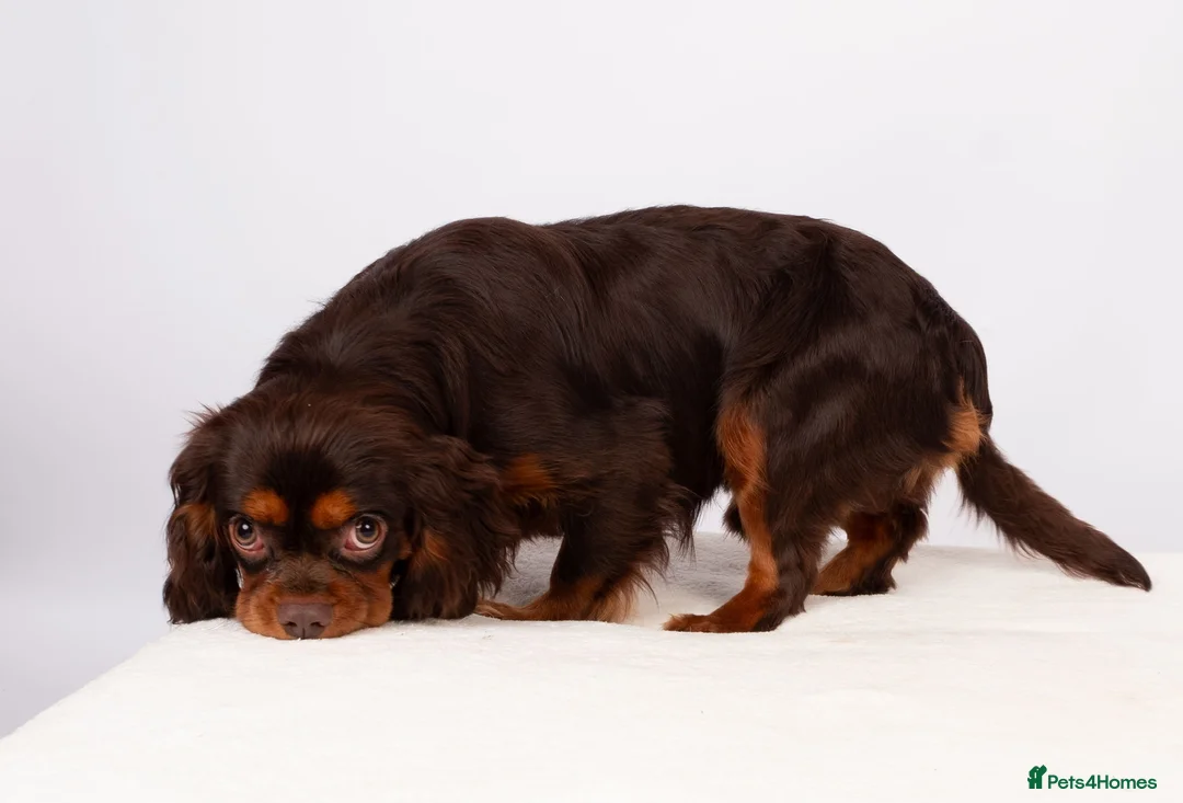 Cavalier King Charles Spaniel dogs for stud: KC REG BROWN & TAN HEALTH TESTED CAV STUD  - Advert 3