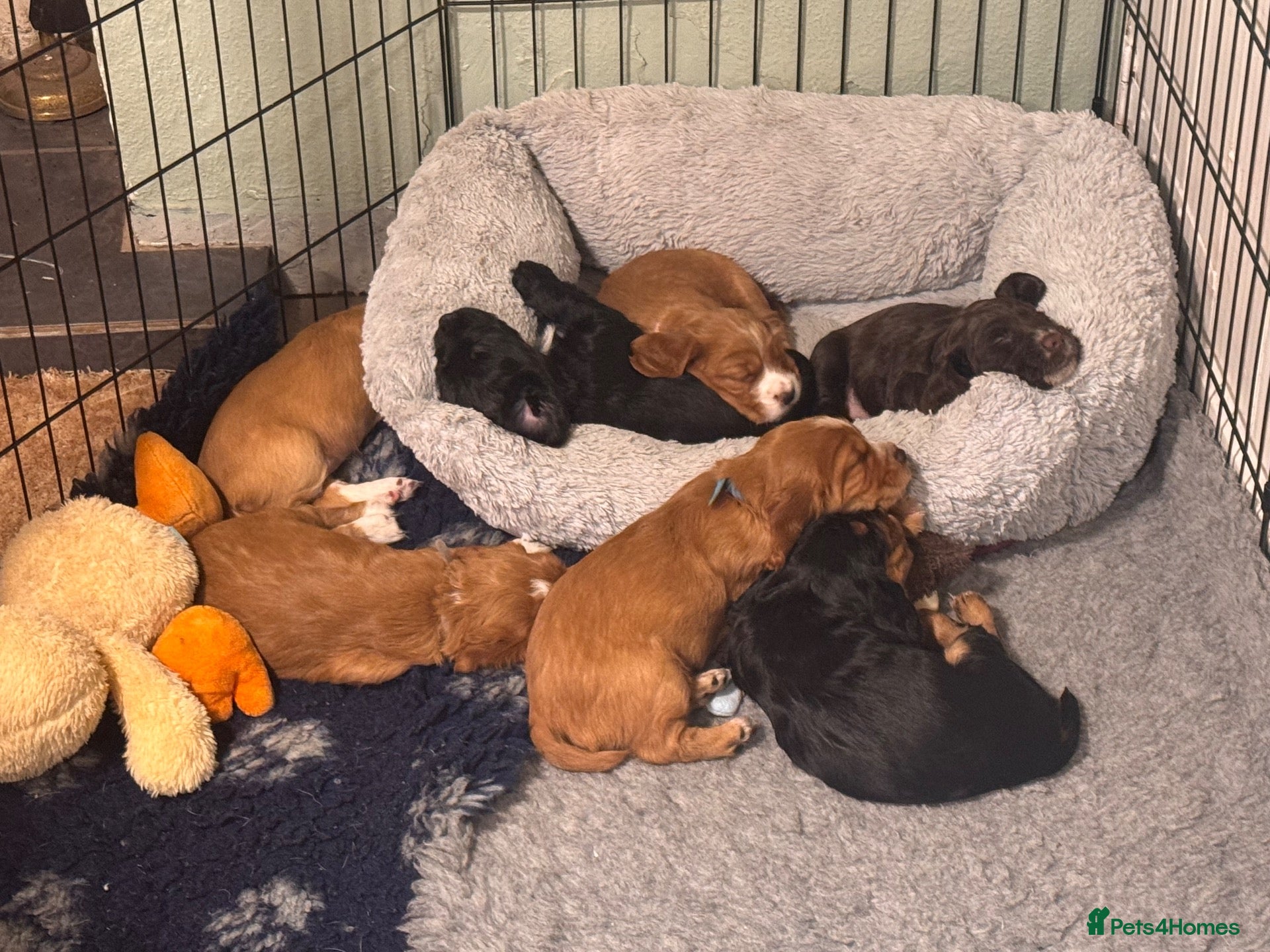 Cocker Spaniel dogs for sale: Working cocker spaniel puppies  - Advert 10