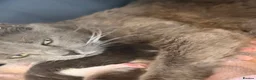 Mixed Breed cats for sale: Russian blue x Bengal female kitten  - Advert 4