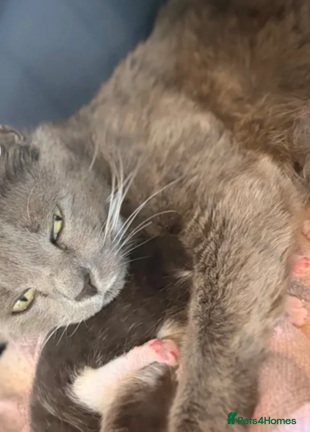 Mixed Breed cats for sale: Russian blue x Bengal female kitten  - Advert 4