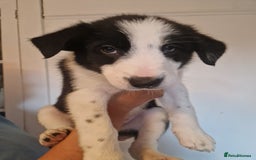 Border Collie dogs for sale: Border collie puppies  . One left - Image 2