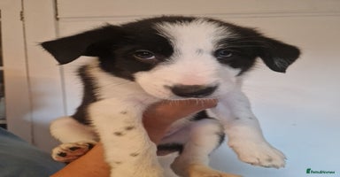Border Collie dogs - Advert 9