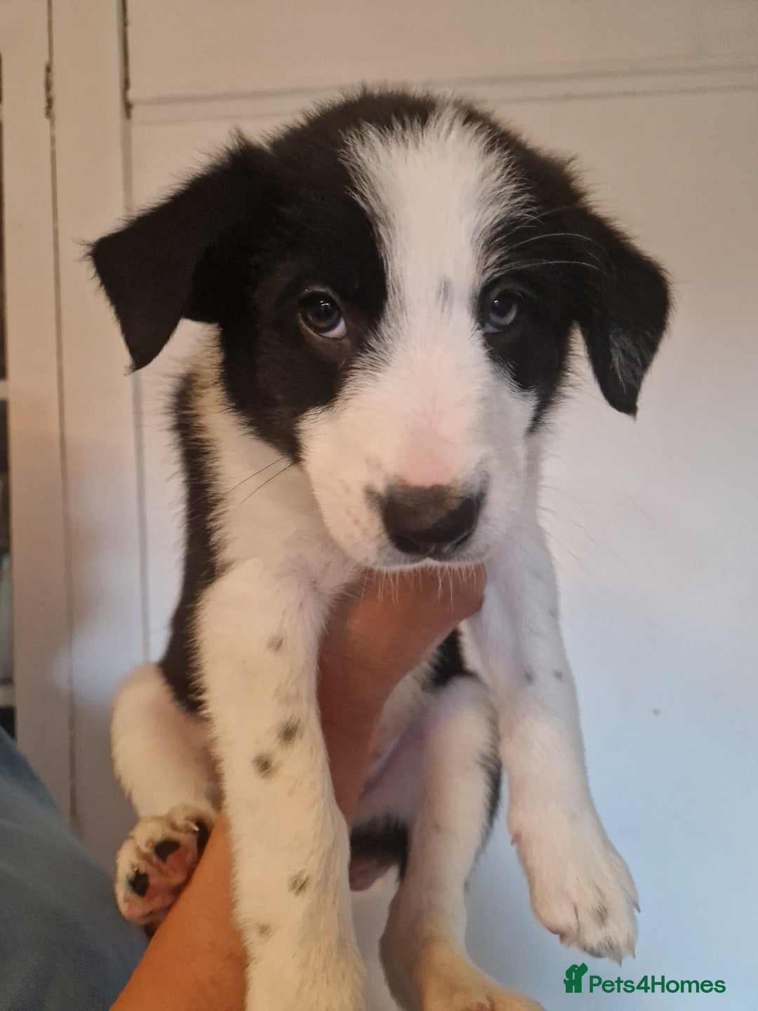 Border Collie dogs for sale: Border collie puppies  . One left - Image 2