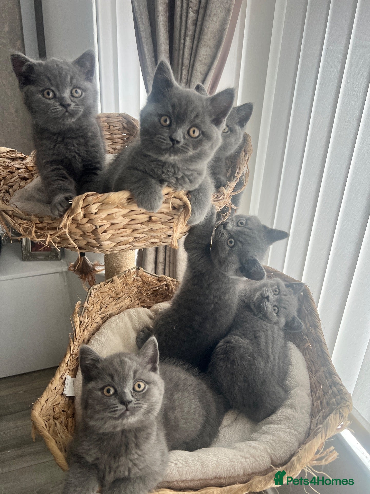 British Shorthair cats British shorthair kittens  - Advert 17