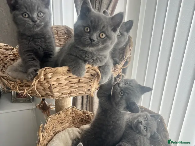 British Shorthair cats British shorthair kittens - Advert 6