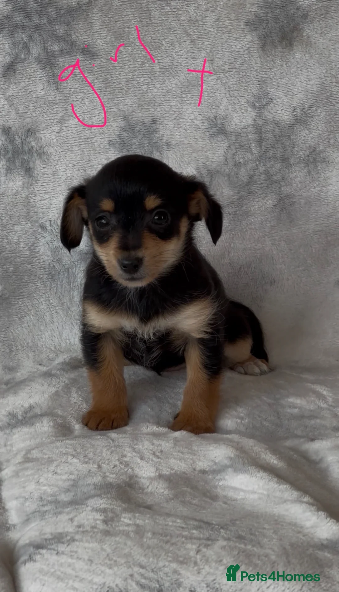 Jackapoo dogs for sale: 4 Beautiful Jackapoo puppies ready to leave in Ammanford - Advert 2