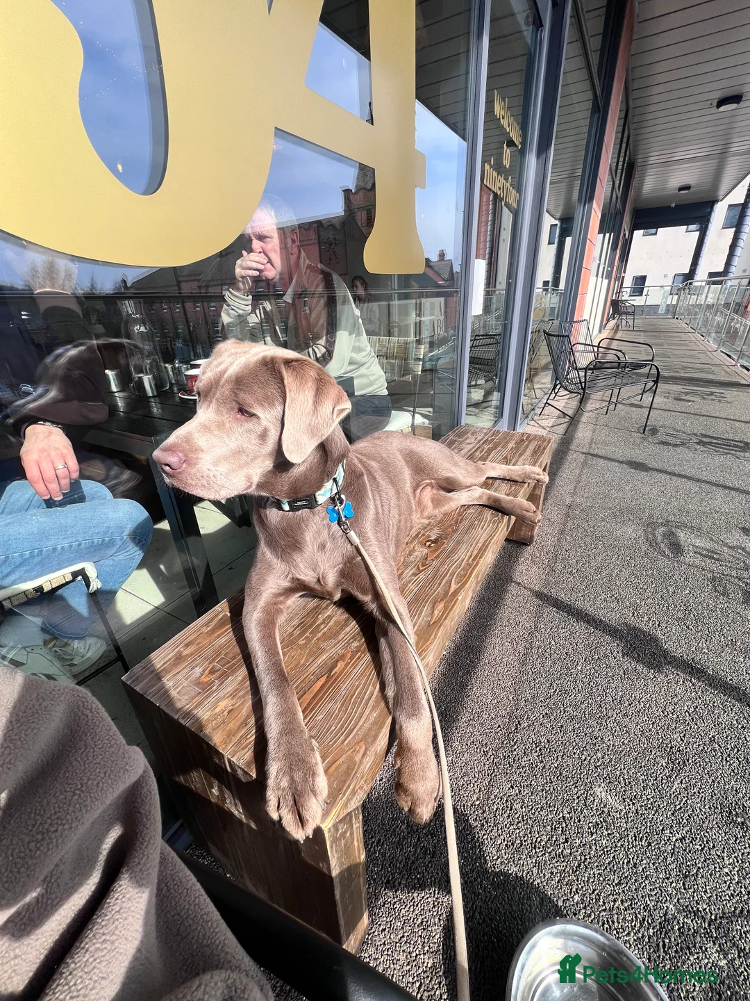 Labrador Retriever dogs for stud: STUNNING SILVER LABRADOR AVAILABLE FOR STUD - Advert 12