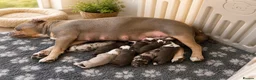 Olde English Bulldogge dogs for sale: Olde English fluffy Bulldogges in Bromsgrove - Advert 21