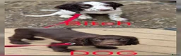 Sprocker dogs for sale: Sproker Puppies  - Advert 4