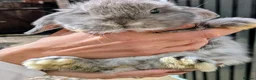Dwarf Lop rabbits for sale: Female Holland lop ready now - Advert 4