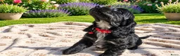 Cocker Spaniel dogs for sale: Exclusive Cocker Spaniel Puppies in Leeds - Advert 7