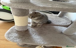 Persian cats for sale: Beautiful loving Persian Boy - Image 8