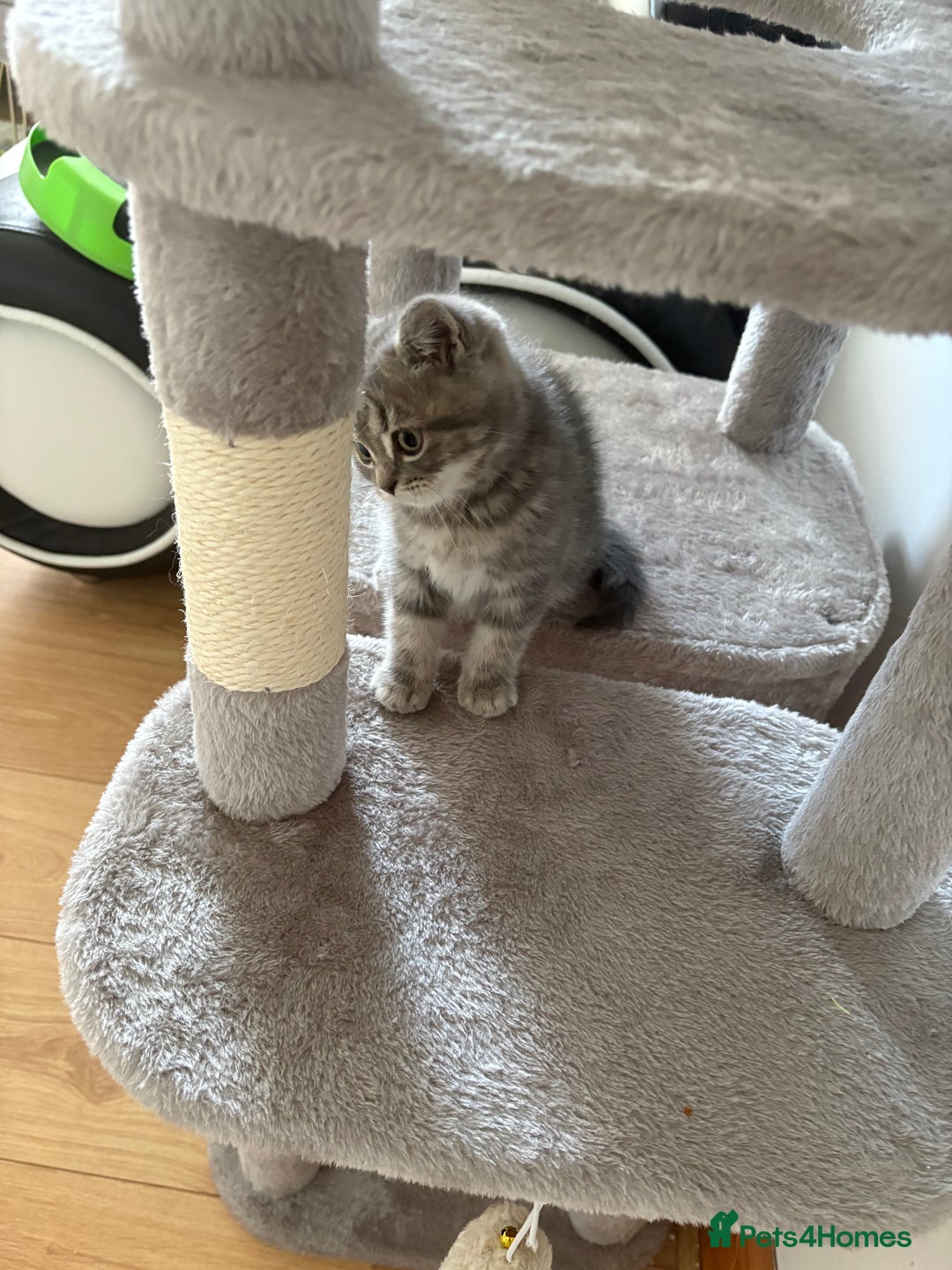 Persian cats for sale: Beautiful loving Persian Boy - Image 8