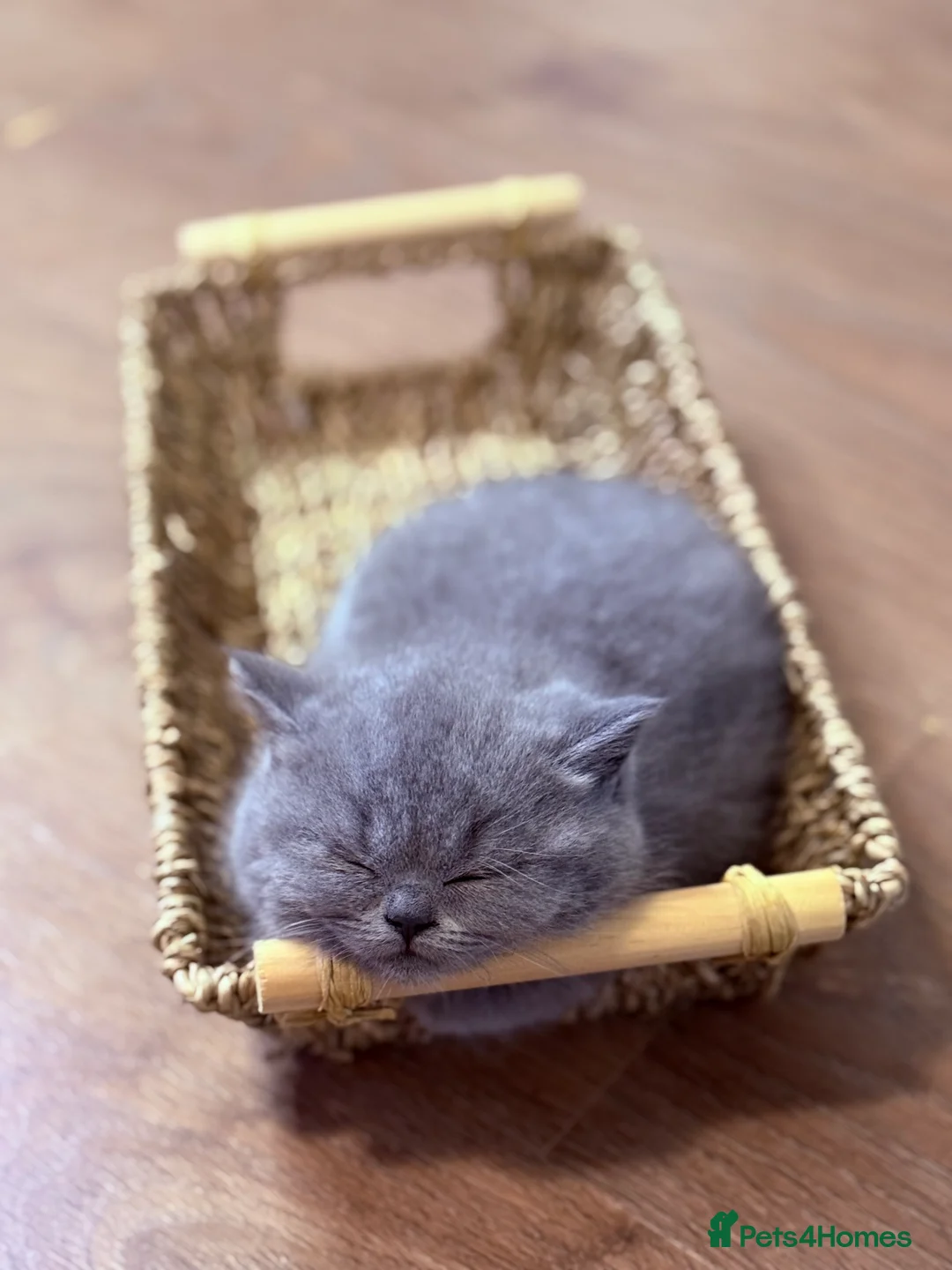 British Shorthair cats for sale: 100% Pure Pedigree Champion line Bsh Reg. Kitten - Advert 9