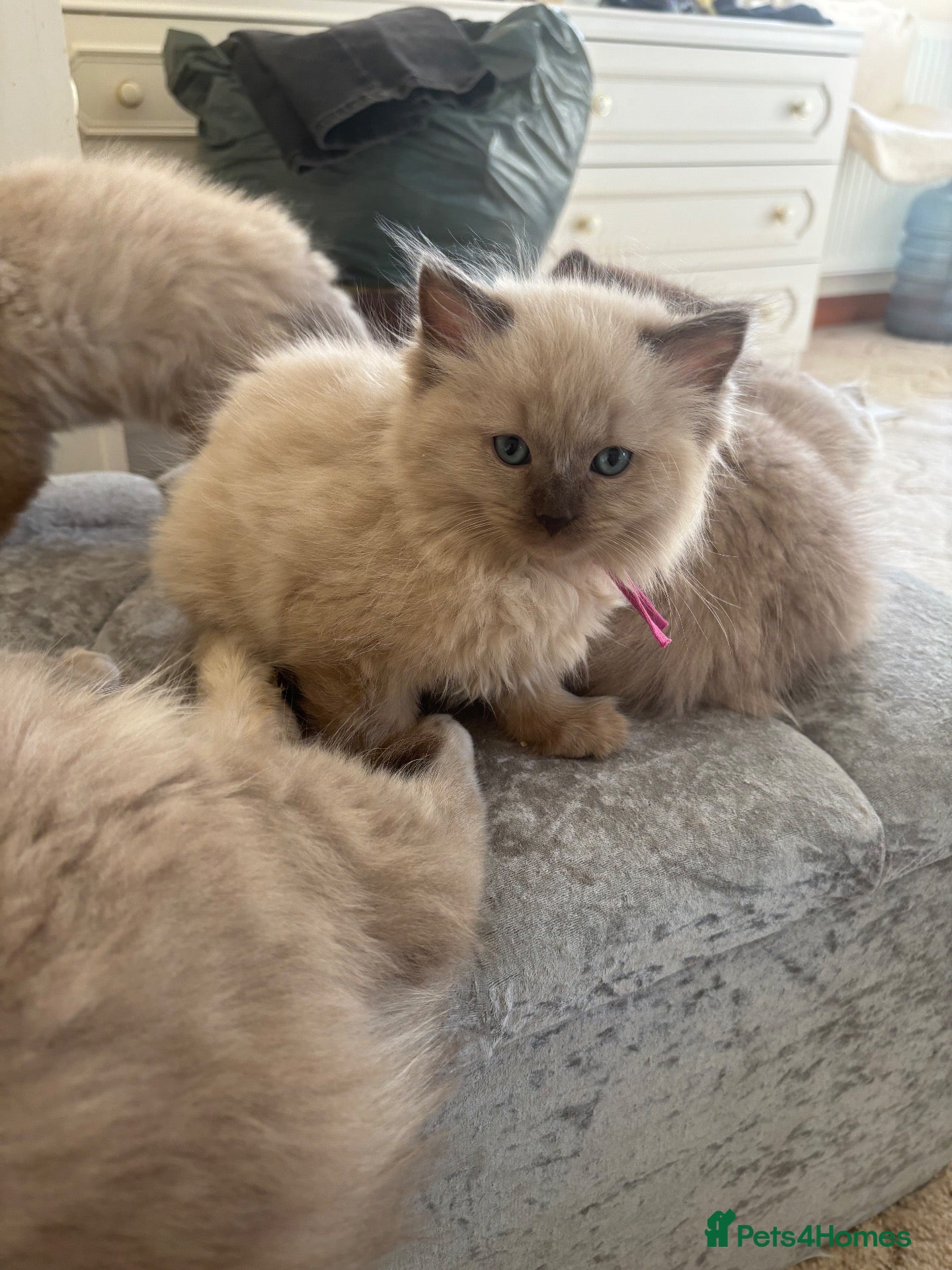 Ragdoll cats for sale: CHOCOLATE MINK BABY & FAWN POINT GIRL ON ACTIVE - Advert 2