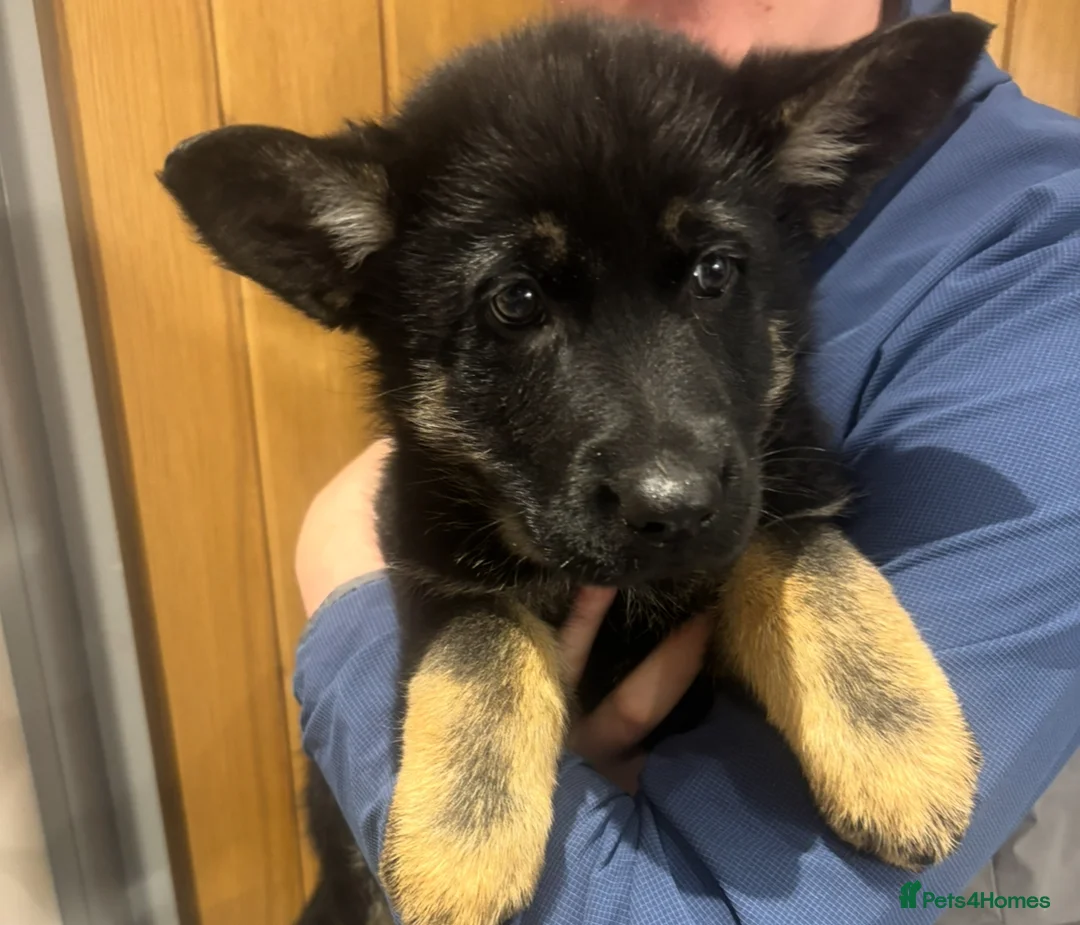 German Shepherd dogs for sale: Beautiful German Shepard puppies - Advert 10