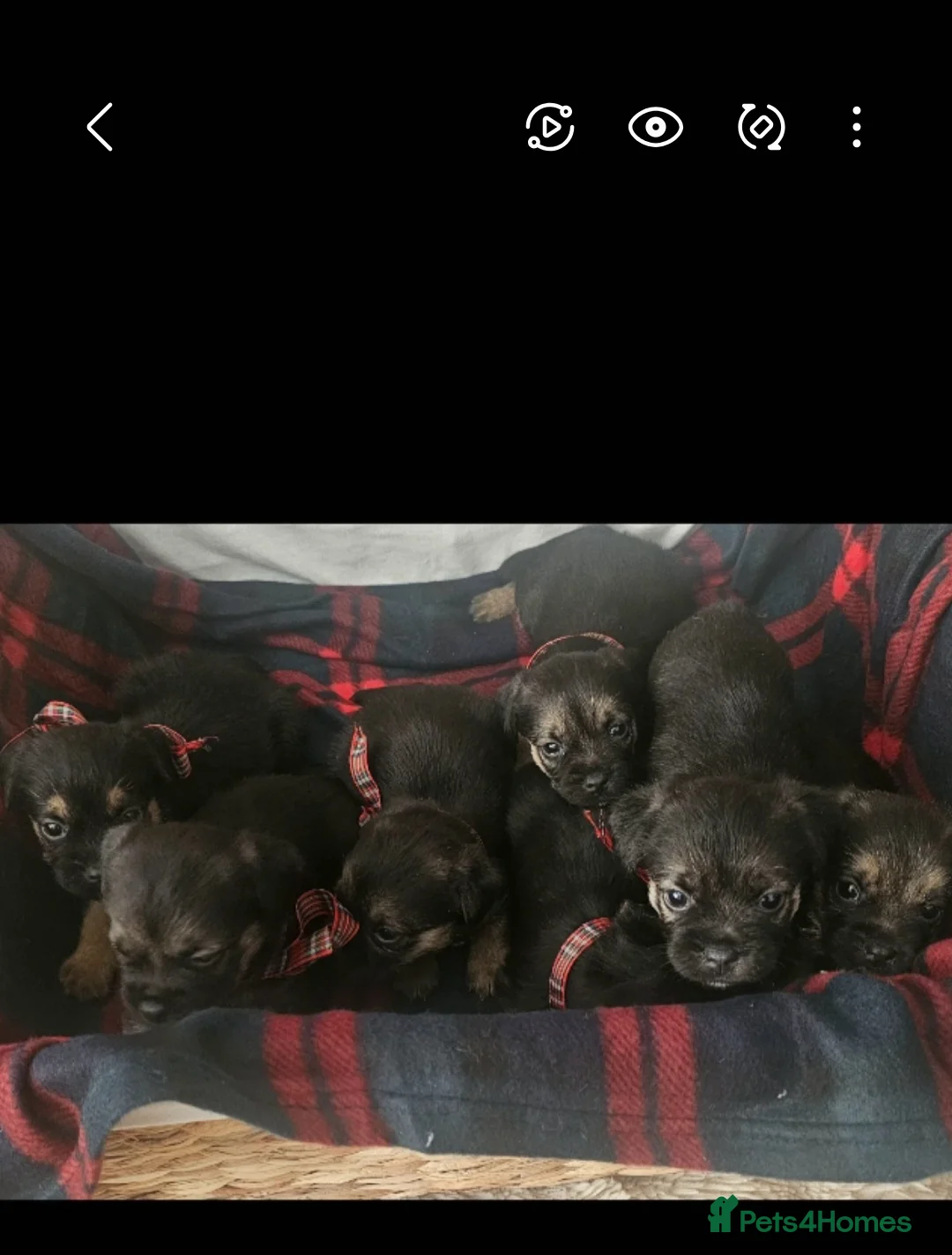 Border Terrier dogs for sale: Border Terrier puppies KC registered  - Advert 2