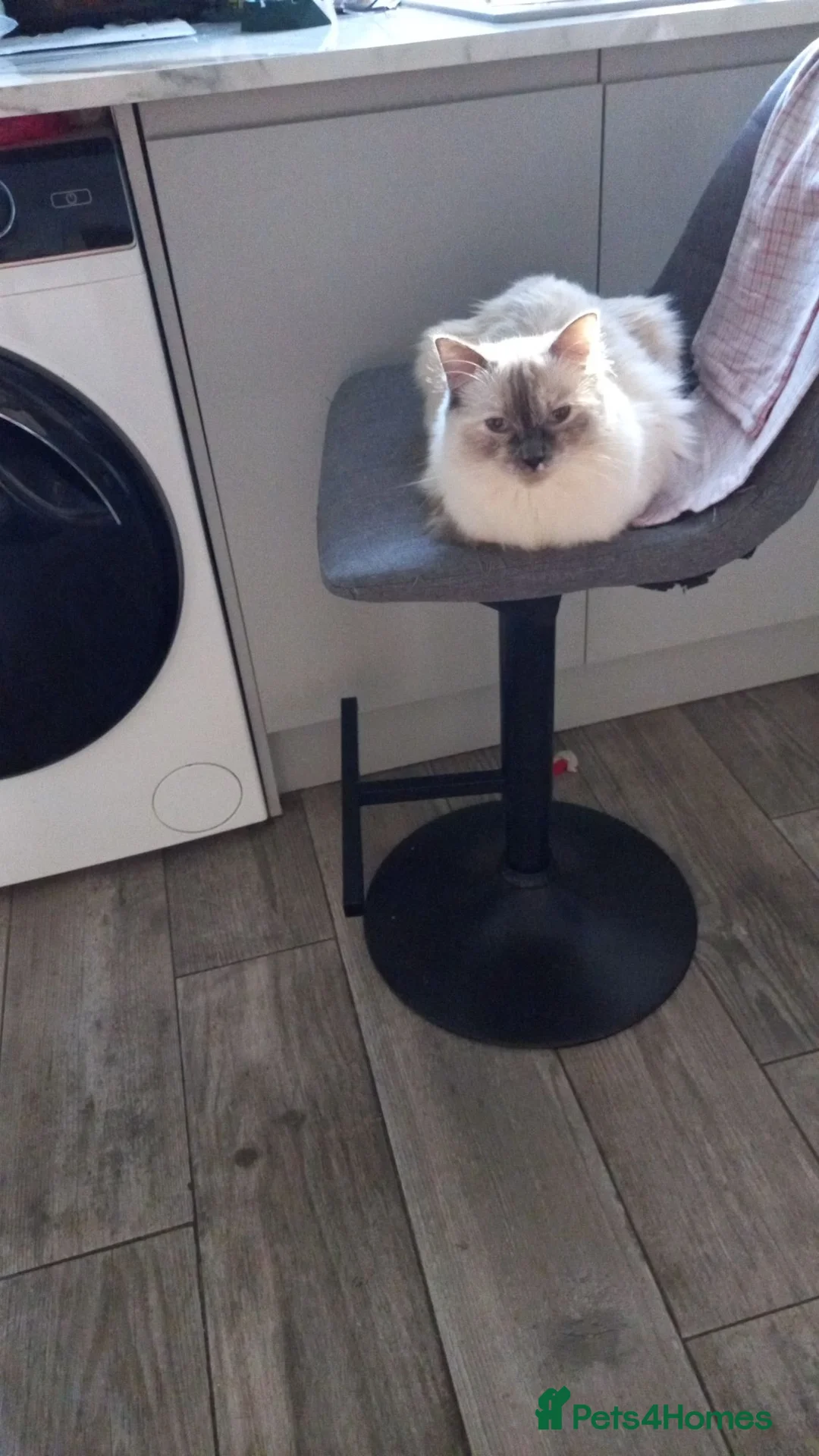Ragdoll cats for sale: Ragdoll girl 3yr  - Advert 2