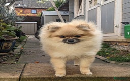 Pomeranian dogs for sale: Pom puppys with Kc reg , pedigree for sale - Image 17