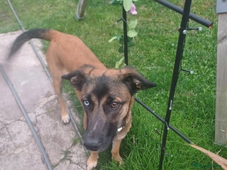 Mixed Breed dogs Reggie - Advert 1