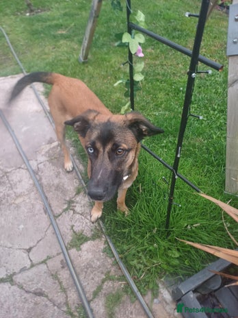 Mixed Breed dogs Reggie - Advert 1