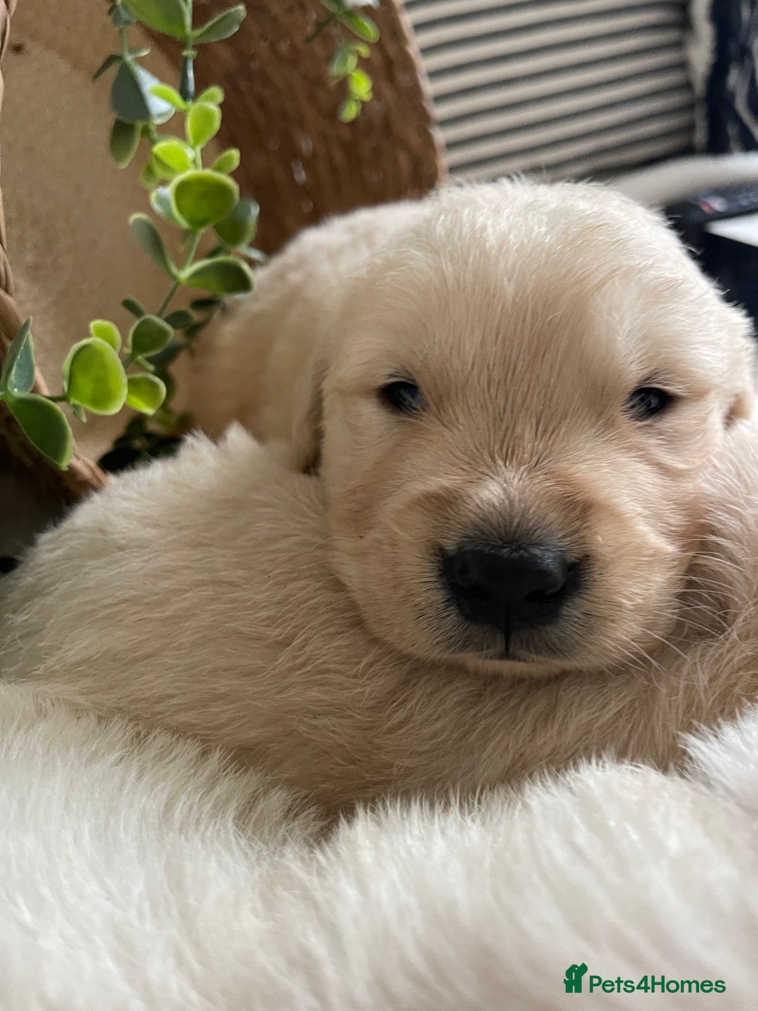 Golden Retriever dogs for sale: STUNNING KC DNA TESTED RETRIEVERS - Advert 7