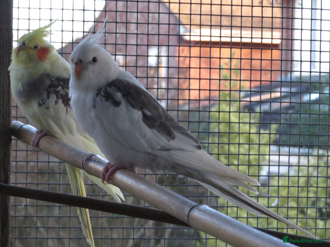 Cockatiels birds for sale: One male and one female 4 month old cockatiels. - Advert 7