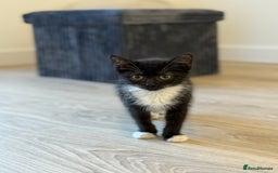 Russian Blue cats for sale: Russian blue x biocolor kittens 3 left  - Image 4