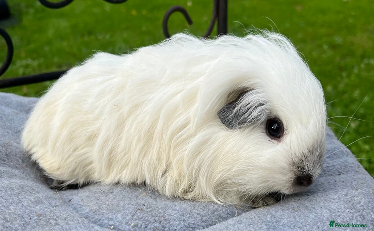 Guinea Pig rodents - Advert 1