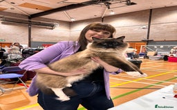 Ragdoll cats for sale: International Champion Pet Boy - Image 1