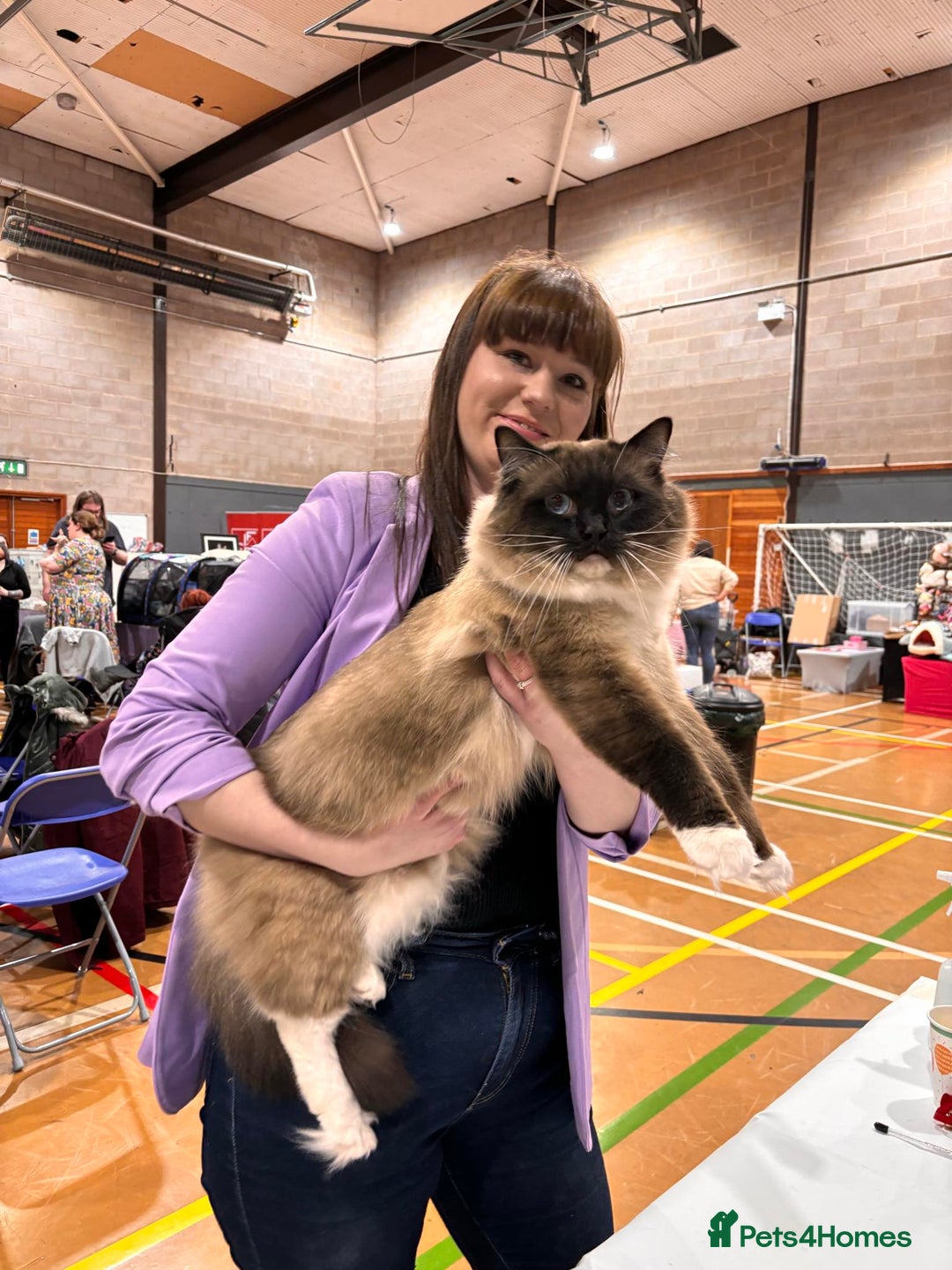 Ragdoll cats for sale: International Champion Pet Boy - Image 1