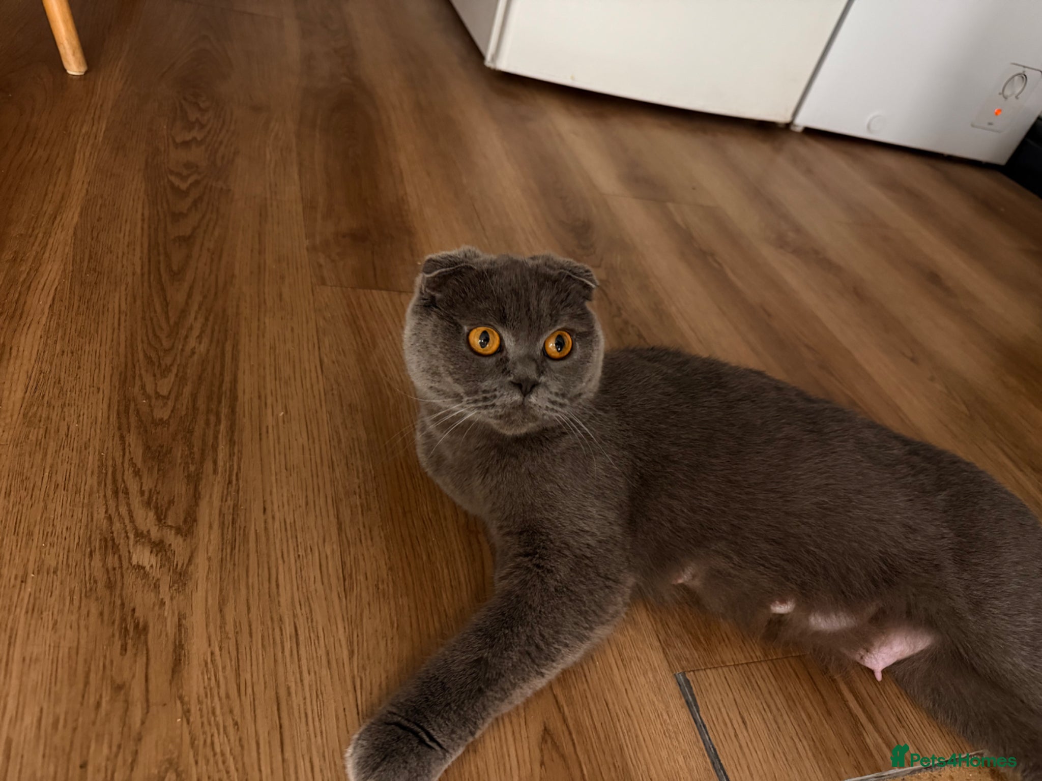 Scottish Fold cats for sale: 5 beautiful Scottish Fold’s kittens  - Advert 30