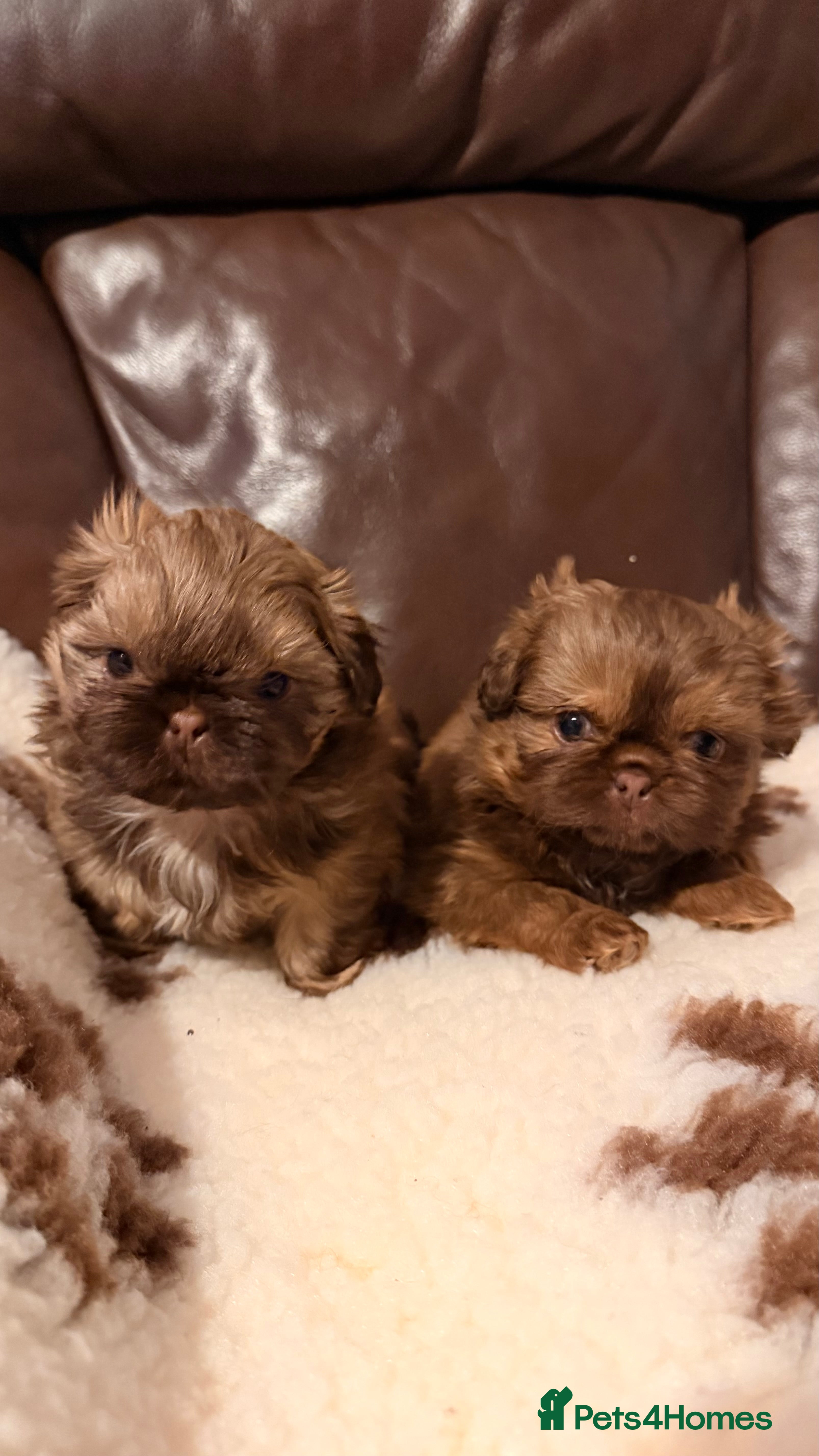 Shih Tzu dogs Chocolate imperial shihtzu puppies - Advert 3