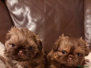 Shih Tzu dogs Chocolate imperial shihtzu puppies - Advert 3