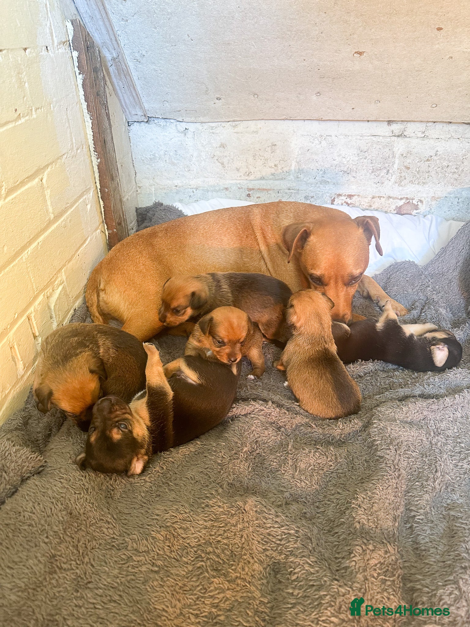 Mixed Breed dogs for sale: Patterdale X Lakeland Puppies for Sale in Letchworth Garden City - Advert 8