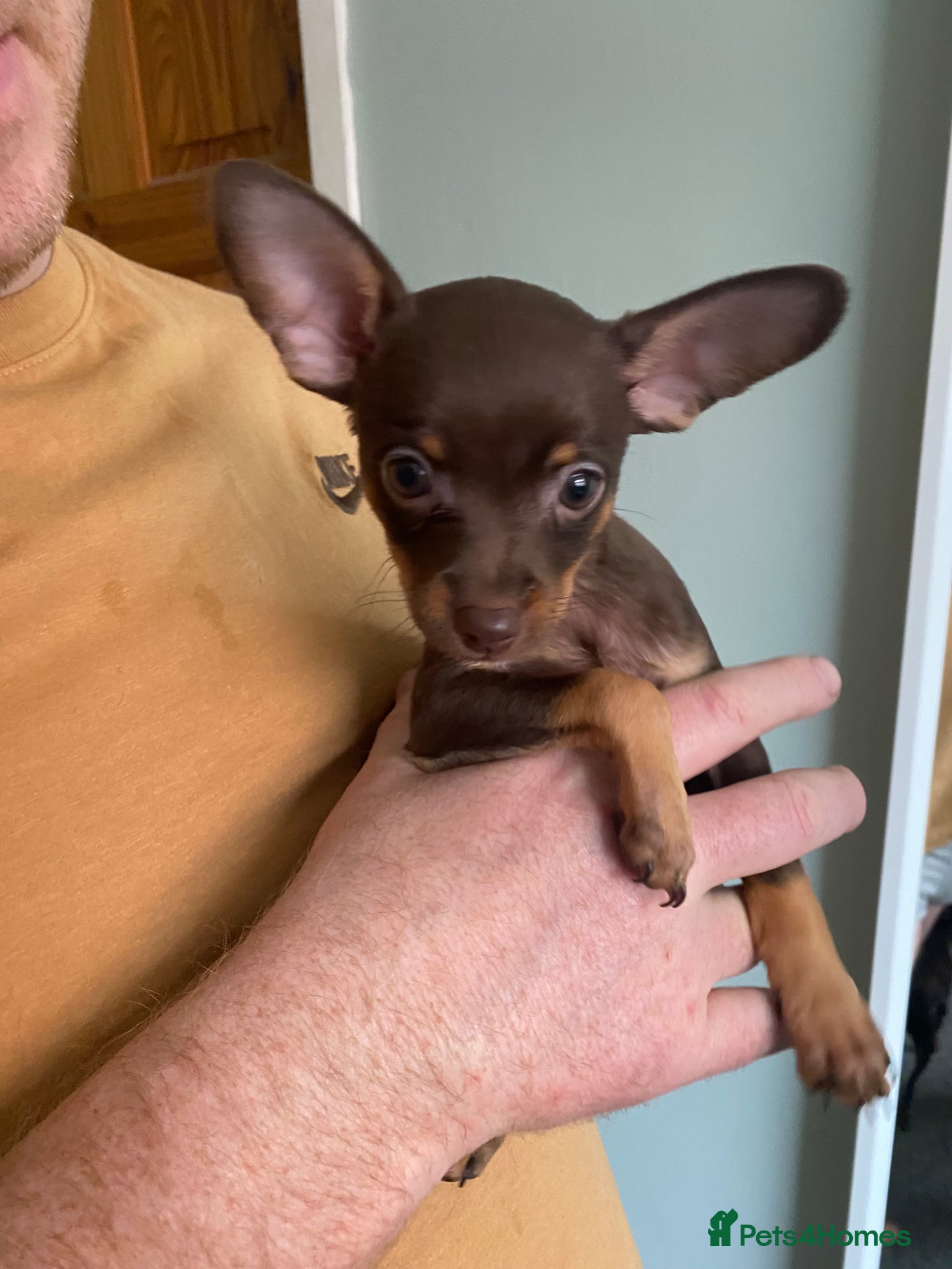 Russian Toy Terrier dogs Boy Russian toy terrier for sale. - Advert 1