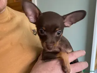 Russian Toy Terrier dogs Boy Russian toy terrier for sale. - Advert 3