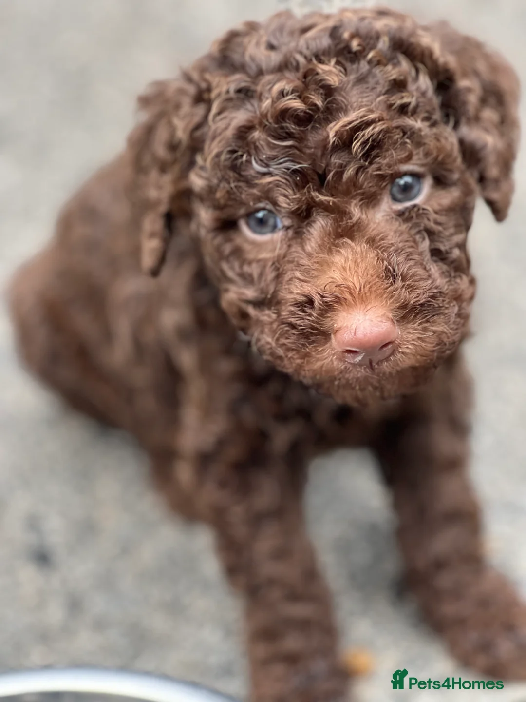 Labradoodle dogs for stud: Chocolate Standard Labradoodle Multigenerational  in Matlock - Advert 28