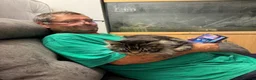 Maine Coon cats for sale: XL Maincoon kittens  - Advert 15