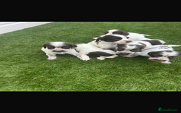 Cocker Spaniel dogs for sale: Cocker spaniel puppies 6girls 1boy ready now - Image 3