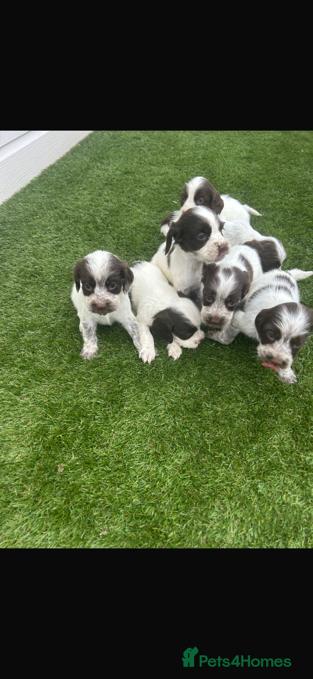 Cocker Spaniel dogs for sale: Cocker spaniel puppies 6girls 1boy ready now - Image 3