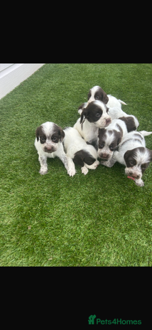 Cocker Spaniel dogs - Advert 11