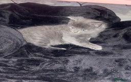 British Shorthair cats for sale: Kittens  - Image 8